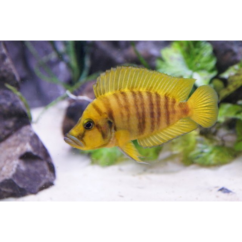 Altolamprologus Compressiceps Gold 3-4cm